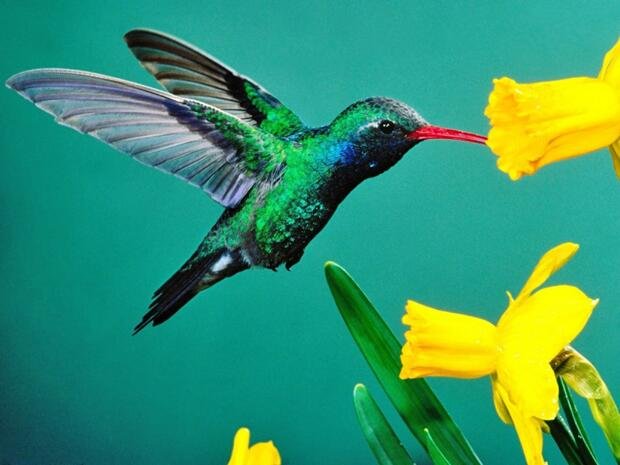 colibriesmeralda2